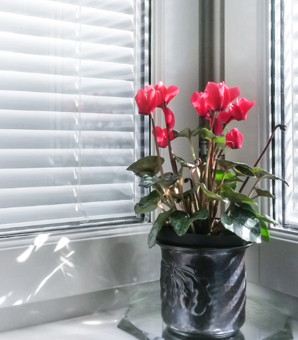 Zebra Blinds